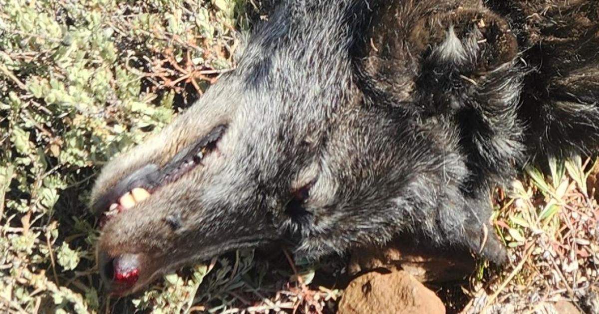 Oregon collared female wolf killed, ,500 prize