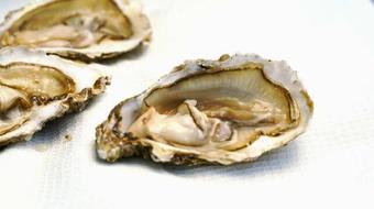 Environmental nonprofit sets out to restore Florida's declining oyster habitats 