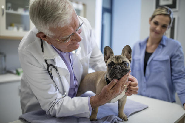 Veterinarian examining French bulldog 