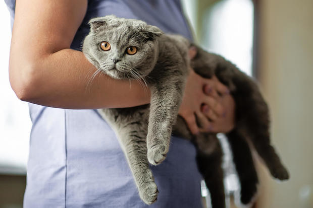 Cat owner is holding a Scottish Fold cat. relaxing and resting on the pet owner's arms 