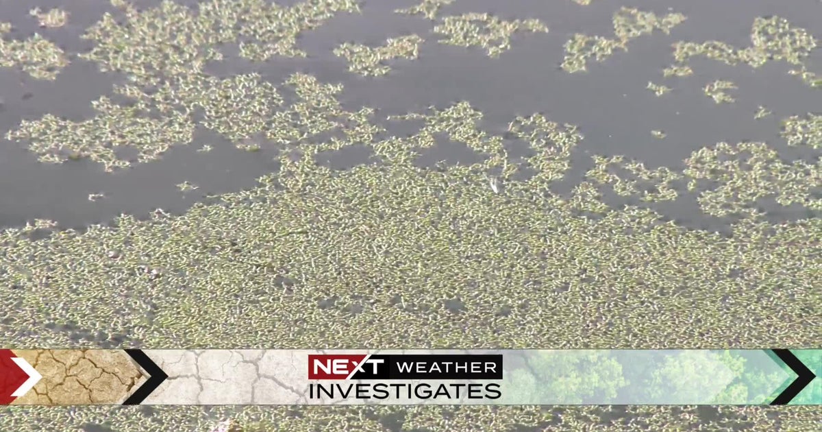 Researchers investigating harmful duckweed on Minnesota ponds CBS