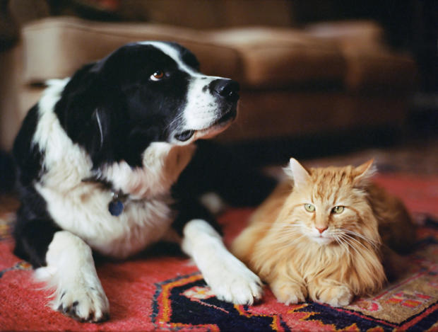 Sheepdog and long haired tabby on rug 