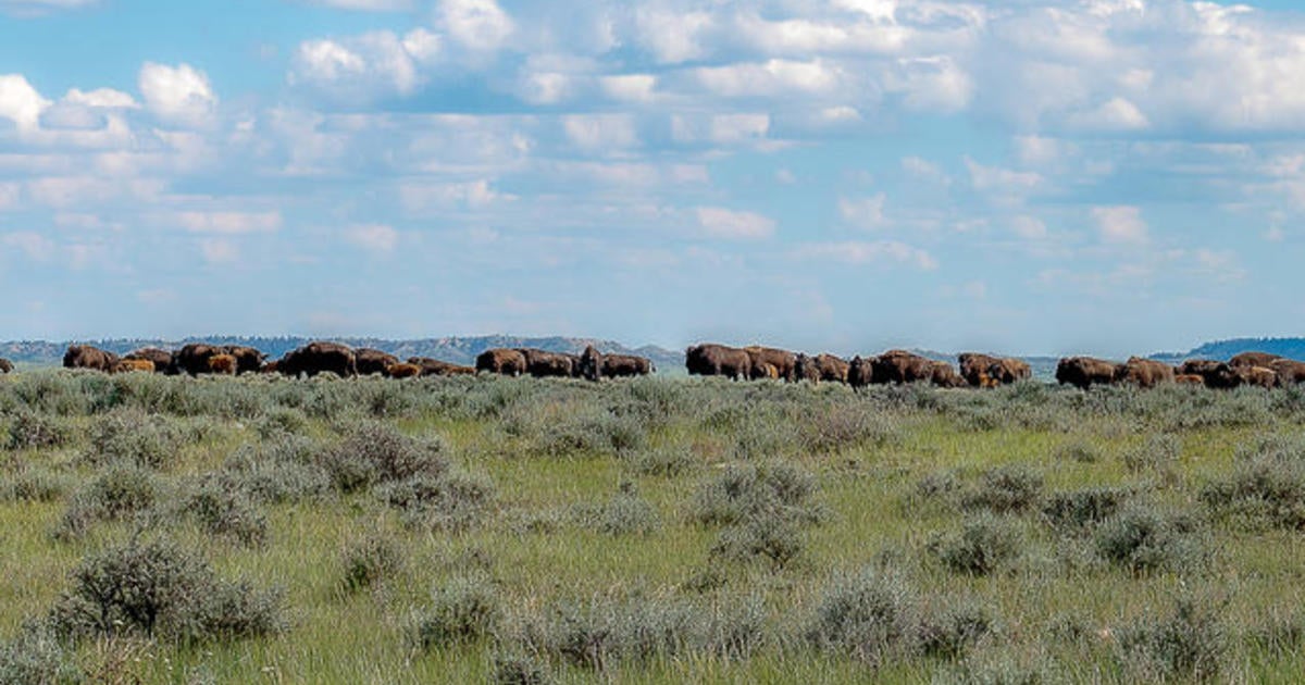 Rebuilding An Ecosystem In Americas Grasslands 60 Minutes Cbs News