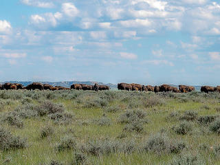 American Prairie purchases land next to tribe, waterfowl preserve