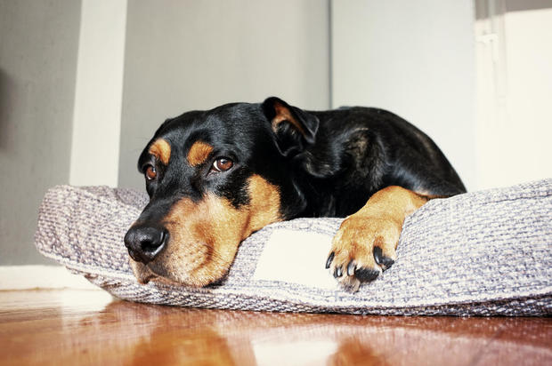 Dog lying on dog bed 