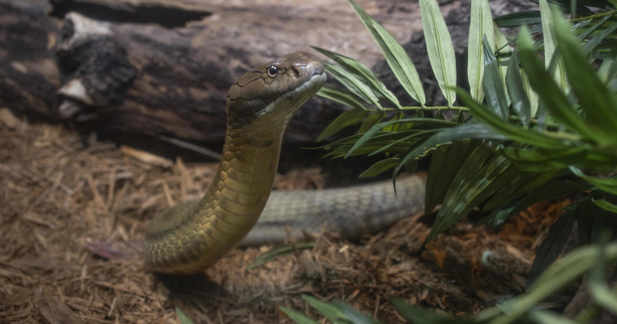 “Clever” king cobra escapes confinement, closes zoo