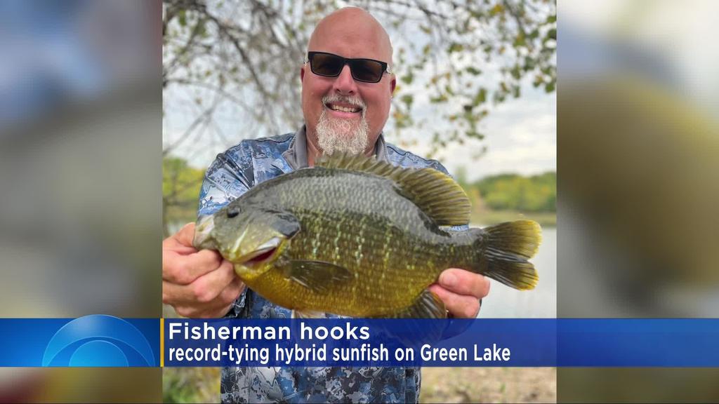 Fisher hooks record-tying hybrid sunfish on Green Lake - CBS