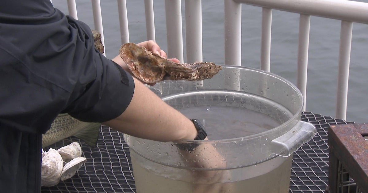 Millions of oysters poured into Hudson River to help filter pollution