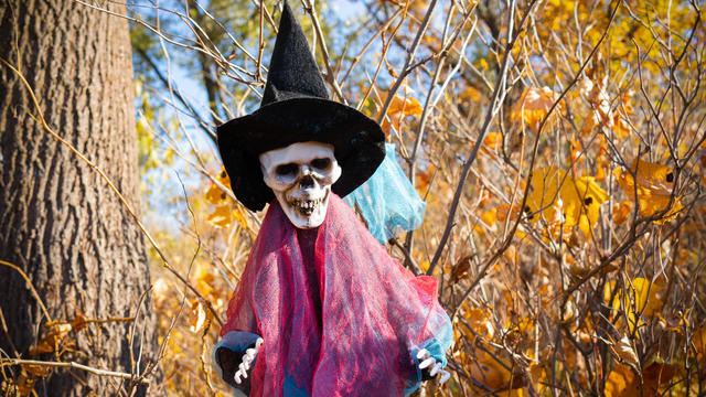 Toy skeleton in witch costume on background of tree and yellow autumn leaves 