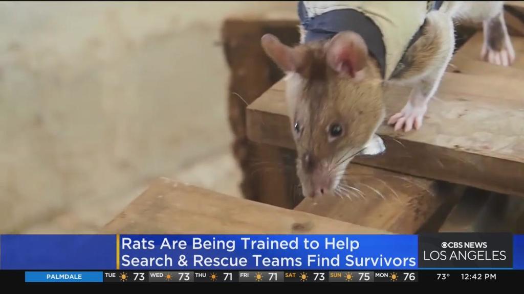 Another reset milestone for our Recruits at Training (RATs): the