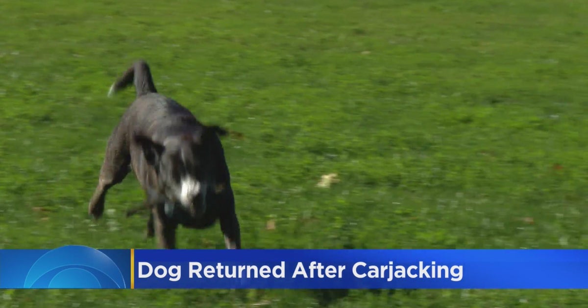 Dog returned safely after West Side carjacking CBS Chicago