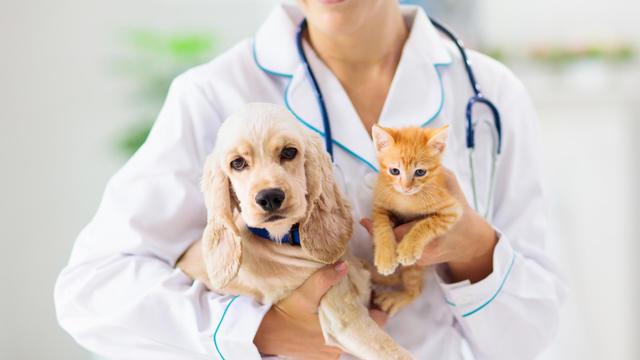 Vet with dog and cat. Puppy and kitten at doctor. 