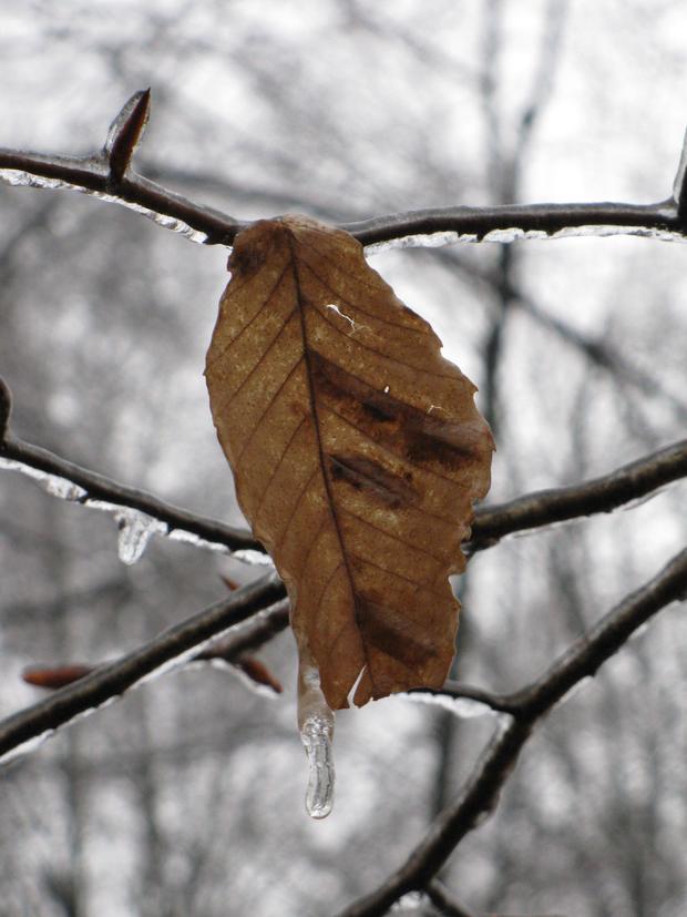 brown-leaf.jpg 