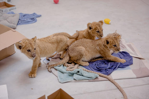 Lion cub rescued from war in Ukraine at the Poznań Zoo. 