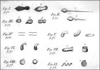 leeuwenhoek-animalcules-3.jpg 