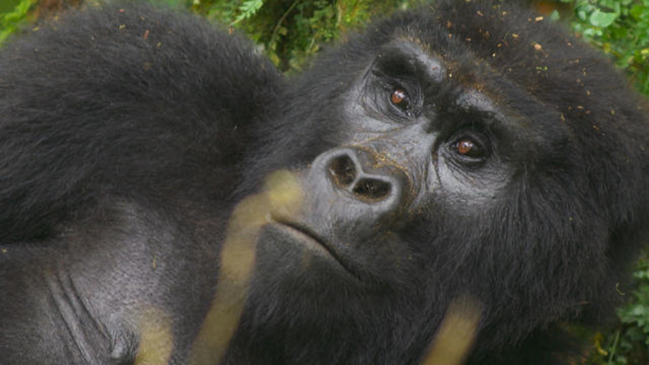 How a purple gorilla made us regulate the internet
