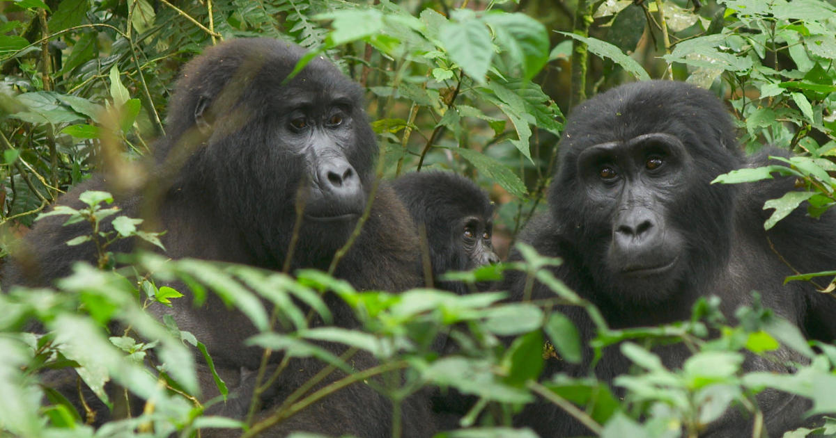 Говорейки с горили в Непроницаемата гора