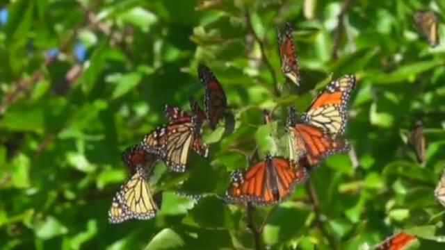 cbsn-fusion-students-plant-gardens-to-aid-endangered-monarch-butterflies-thumbnail-1422158-640x360.jpg 