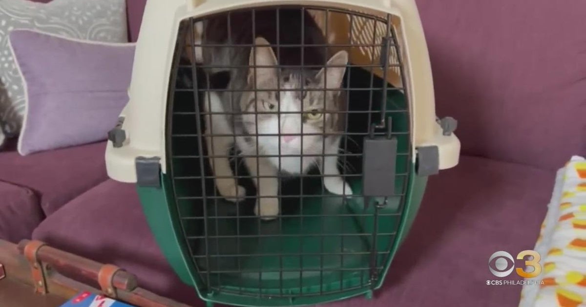 CBS3 Pet Project: How to train your cat to get into the carrier - Vimarsana News