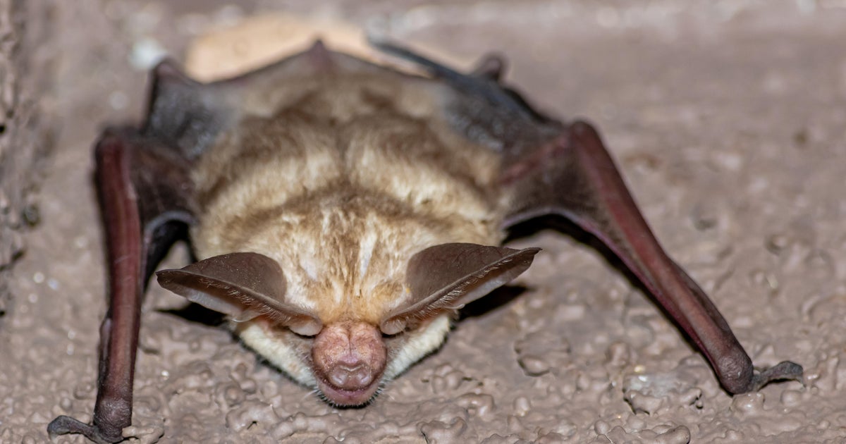 Yuba City cat found playing with bat that later tested positive for rabies