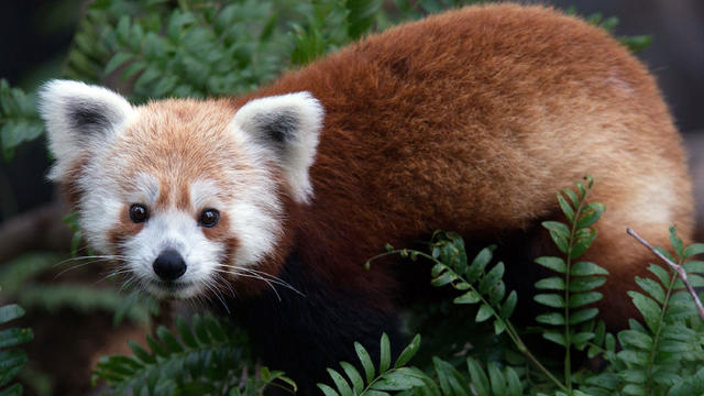 Smithsonian's National Zoo Red Panda- Rusty Goes Missing 