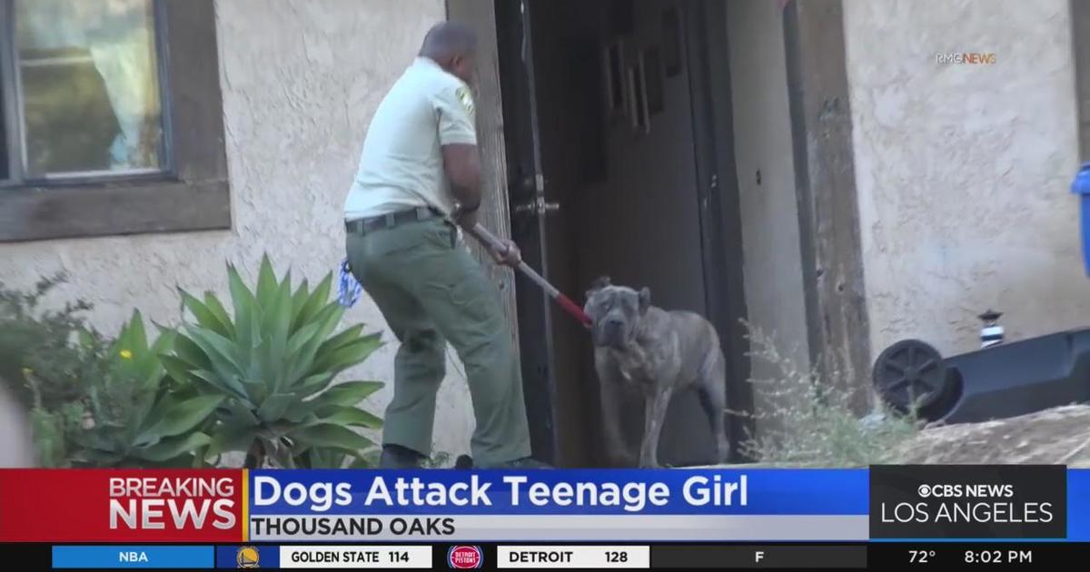 16-year-old Girl Hospitalized After Being Attacked By Multiple Dogs ...