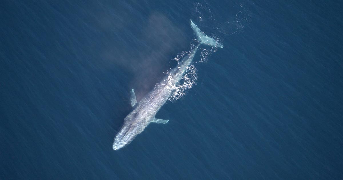 The world's largest whales likely consume about 10,000,000 pieces of microplastic every day off California's coast, study finds