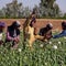 Opium production soars 32% in Taliban-ruled Afghanistan