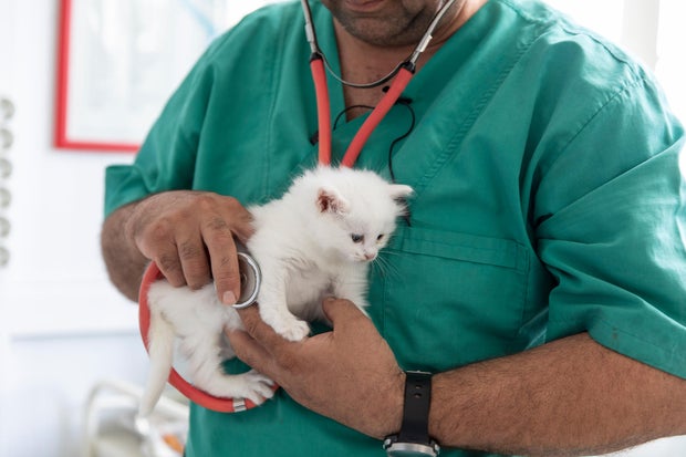 Vet Taking Care Of Cute Kitty 