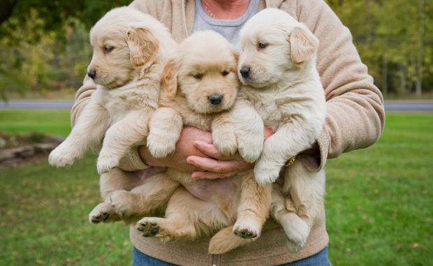 Female holding 3 male golden retriever puppies 