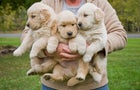 Woman holding 3 male golden retriever puppies 