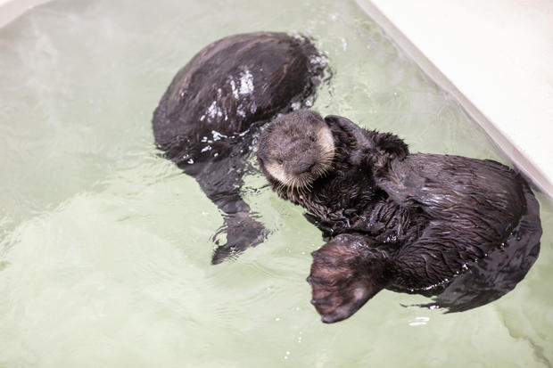 Shedd Aquarium otter pups 