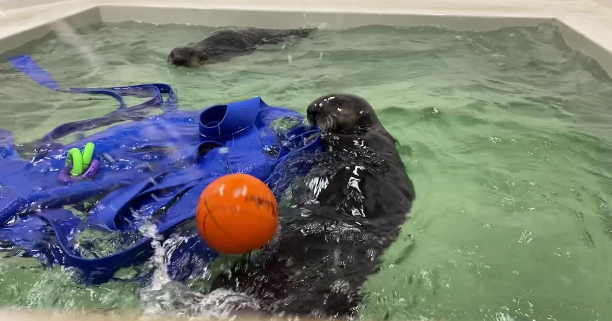 Shedd aquarium reveals names of newly arrived otter pups cbs chicago