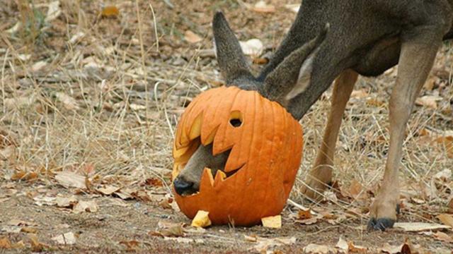 cpw-pumpkins-wildlife.jpg 