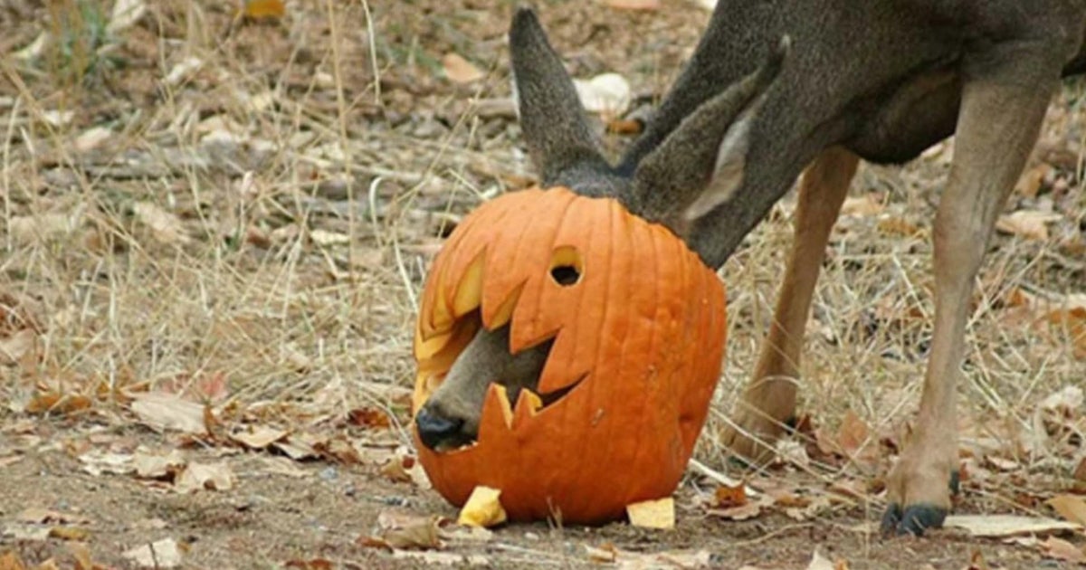 Don't leave those jack o'lanterns or pumpkins out for wildlife to eat