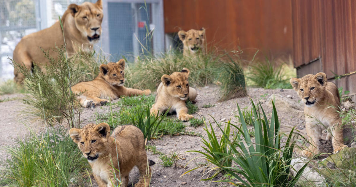 Five lions escape zoo during "Roar and Snore" sleepover for guests