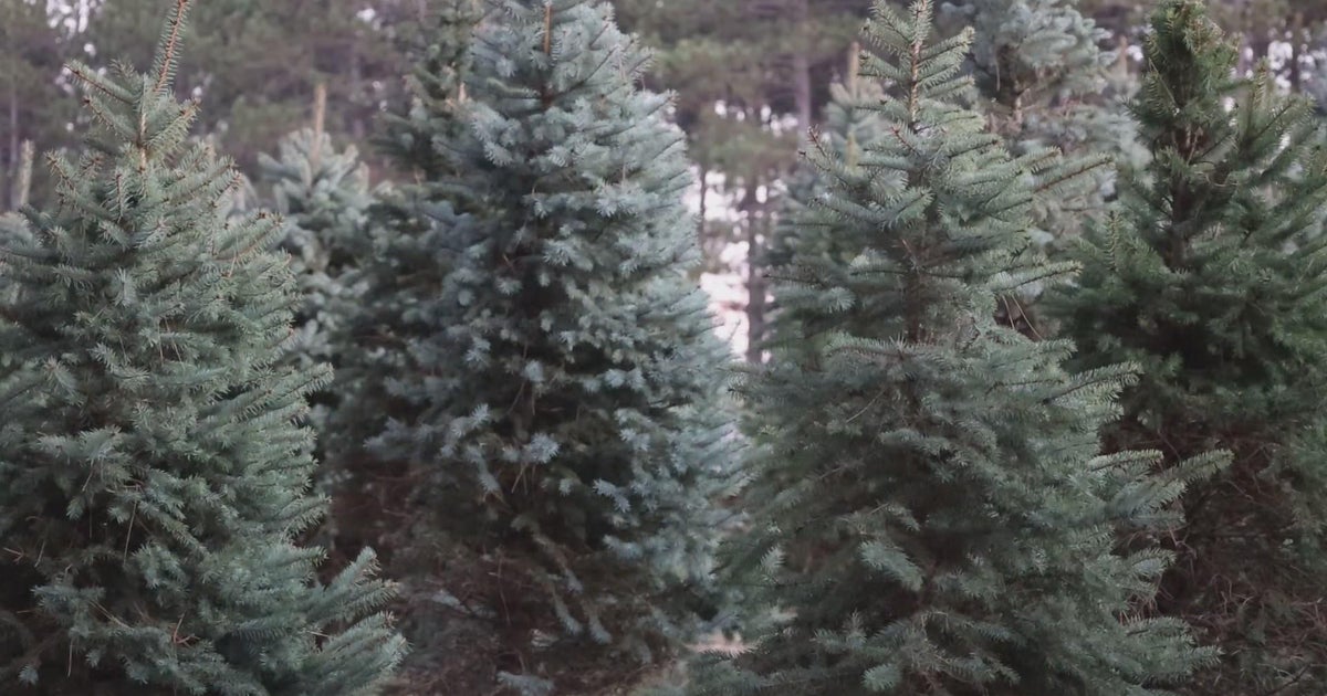 Christmas tree growers challenged by drought, inflation and supply
