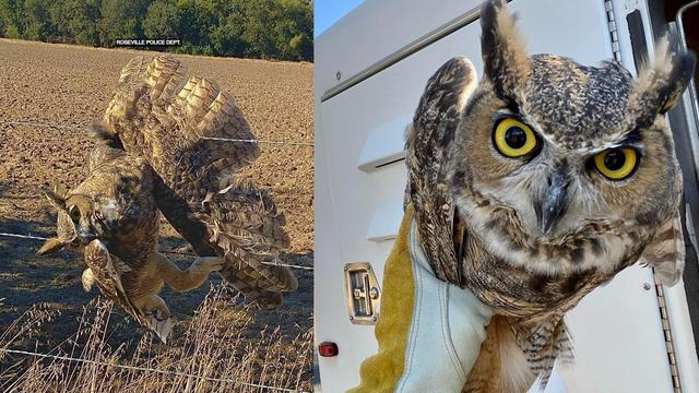 owl-rescued-roseville.jpg 