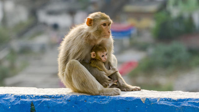 Harvard University research on monkeys sparks outrage from