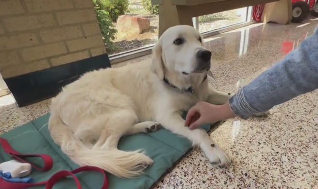 North Texas school teaches social emotional learning through help of one special dog 