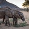 Hundreds of elephants and zebras die as Kenya weathers drought