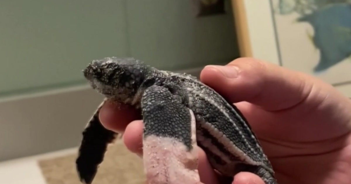 Gurus say sea turtle period did not go much too very well, blame heat