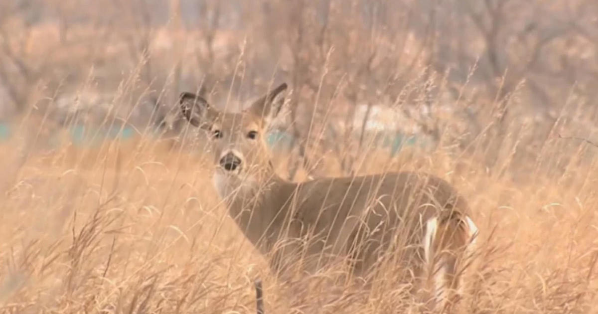 Second round of antlerless deer licenses go on sale Monday morning
