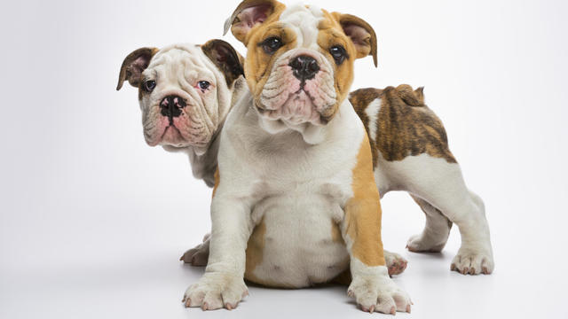 Two English Bulldog puppies 