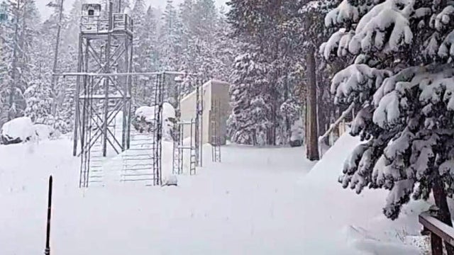 sierra-snow-sierra-snow-lab-photo.jpg 