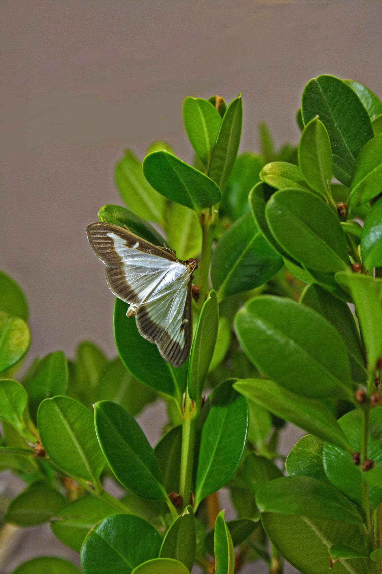 DNR: Invasive box tree moth found in Lenawee County - CBS Detroit