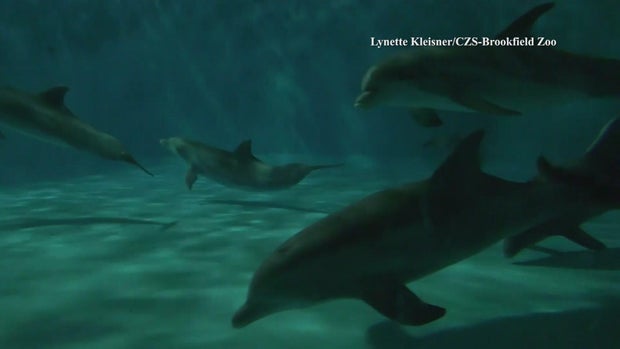 6p-vo-dolphins-coming-t-wcco2apb.jpg 