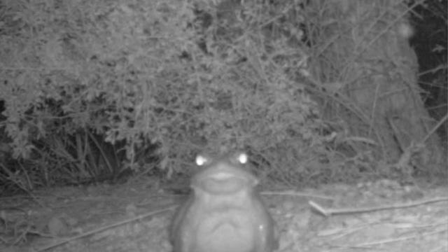 toad.jpg 