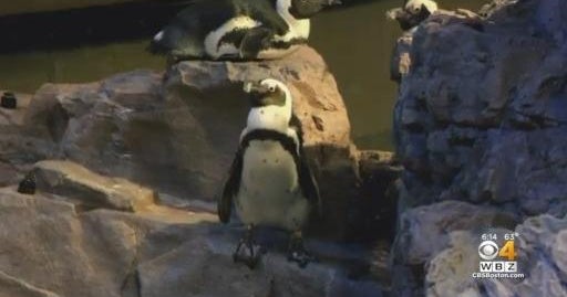 Geriatric penguin at New England Aquarium turns 30, doubling typical