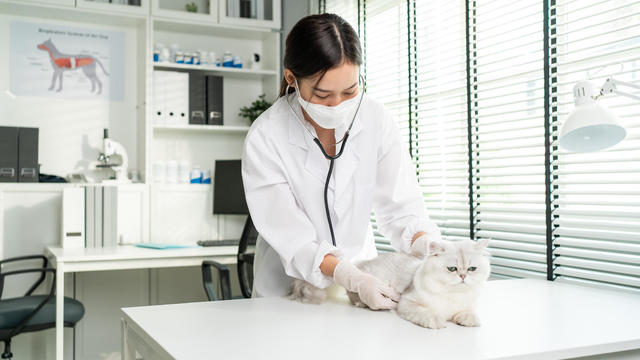 Asian veterinarian examine cat during appointment in veterinary clinic. Professional vet doctor woman stand on examination table with stethoscope work and check on little animal kitten in pet hospital 